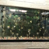 60 Pet Shop Miami ico