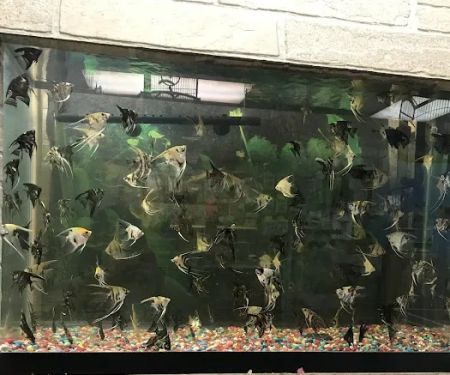 60 Pet Shop Miami