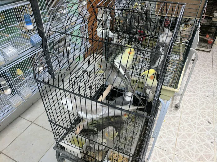 60 Pet Shop Miami Picture 8