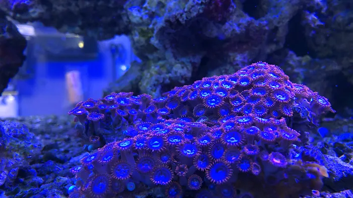 Aquarium Depot Picture 1