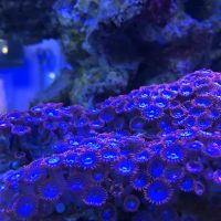 Aquarium Depot ico