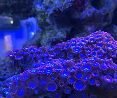 Aquarium Depot