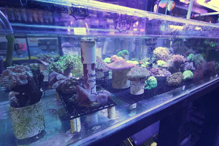 Aquarium Depot Picture 7
