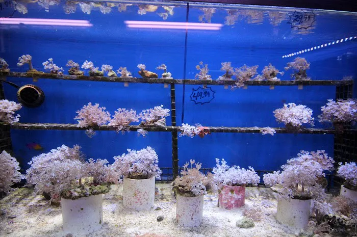 Aquarium Depot Picture 10
