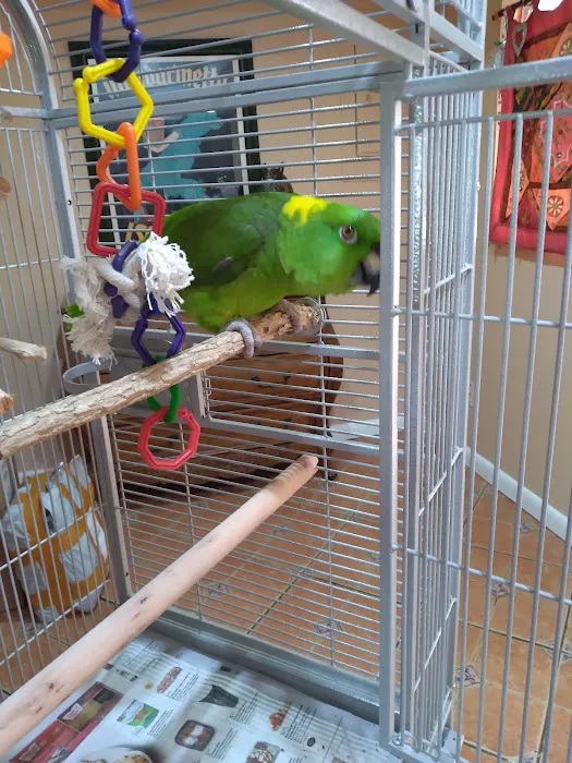 Bonka Bird Toys Picture 7