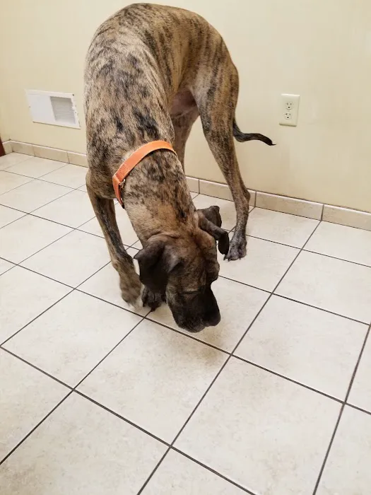 Holly Pike Animal Hospital: Julianne Nelson, DVM Picture 1