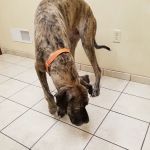 Holly Pike Animal Hospital: Julianne Nelson, DVM