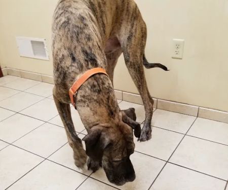 Holly Pike Animal Hospital: Julianne Nelson, DVM