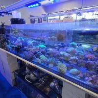 Professional Fish Keepers ico