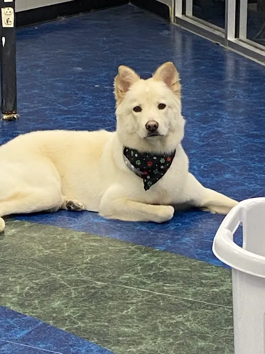 Pet Supermarket Picture 5
