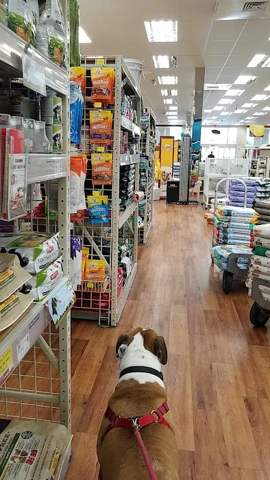 Pet Supermarket Picture 4