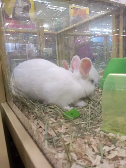 Pet Supermarket Picture 9