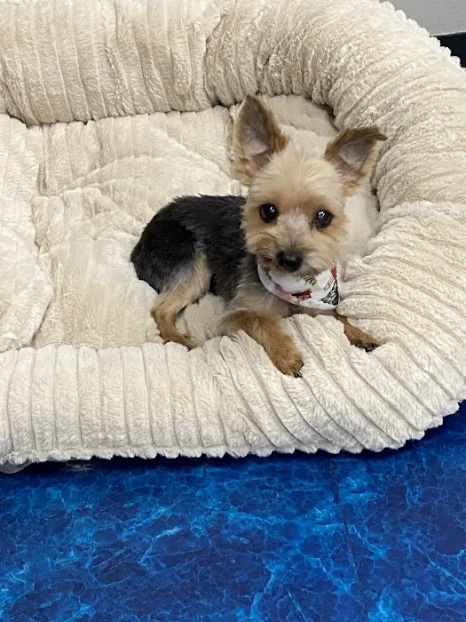 Pet Supermarket Picture 10
