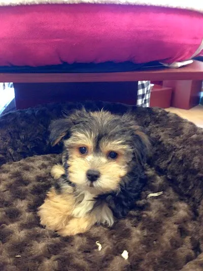 Puppy Plus Picture 1