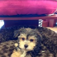 Puppy Plus ico