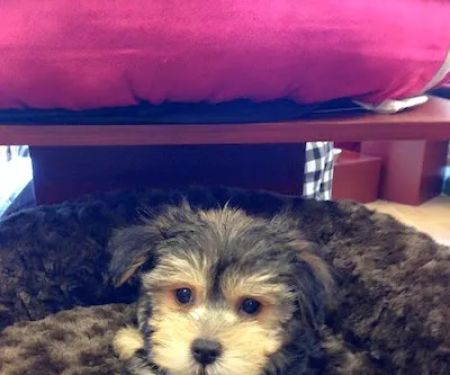 Puppy Plus