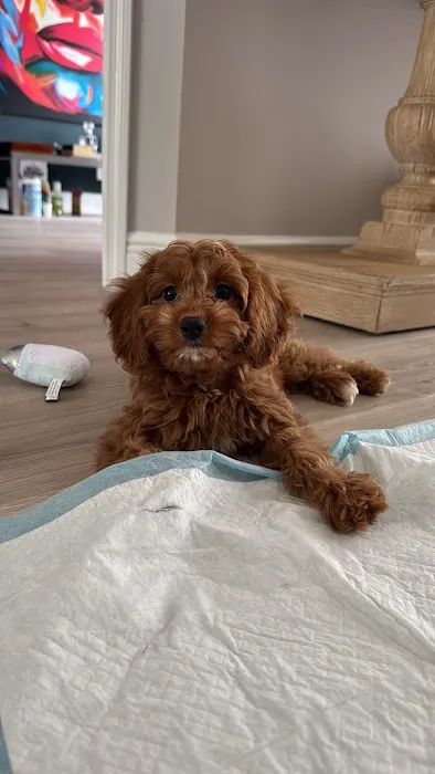 Puppy Plus Picture 7