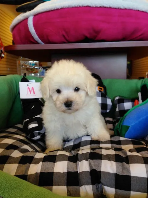 Puppy Plus Picture 9