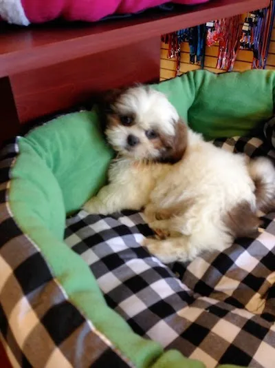 Puppy Plus Picture 4