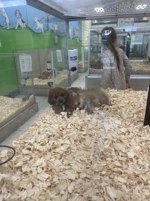 Puppy Plus Picture 5