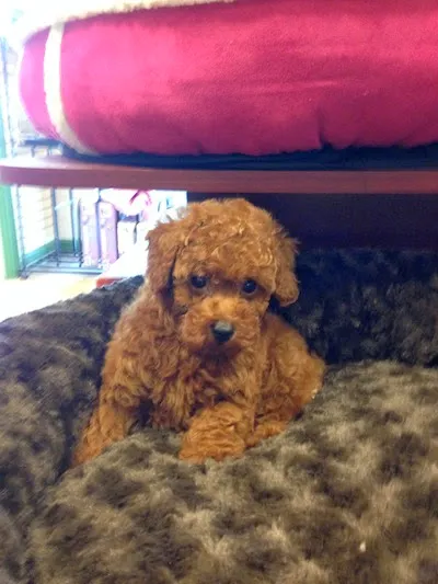Puppy Plus Picture 6