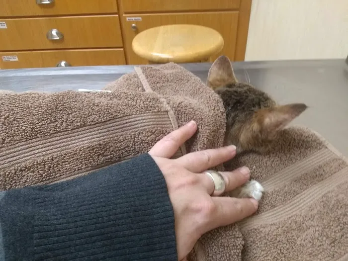 Holly Pike Animal Hospital Picture 2