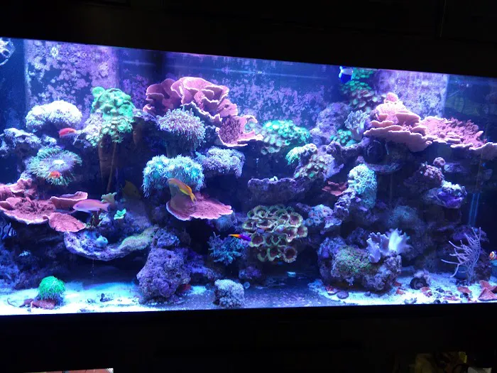 Champion Aquariums Picture 5