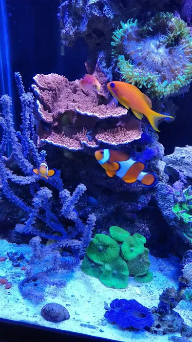 Champion Aquariums Picture 9