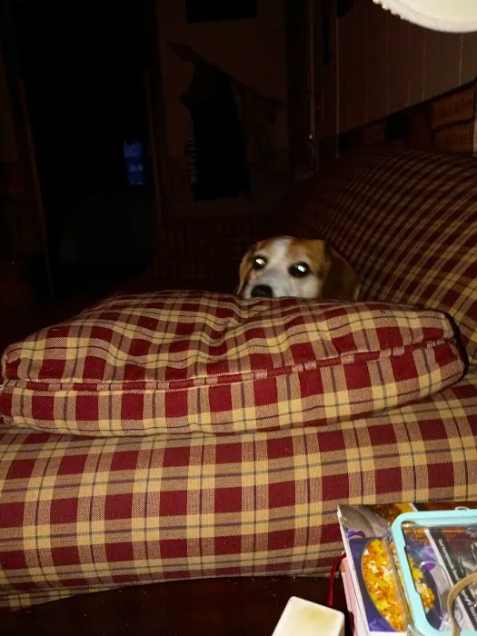 Holly Pike Animal Hospital, Dr. Billie Ritter, V.M.D Picture 2