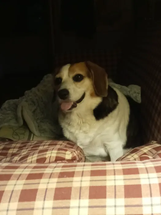 Holly Pike Animal Hospital, Dr. Billie Ritter, V.M.D Picture 1