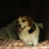 Holly Pike Animal Hospital, Dr. Billie Ritter, V.M.D ico