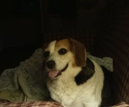 Holly Pike Animal Hospital, Dr. Billie Ritter, V.M.D