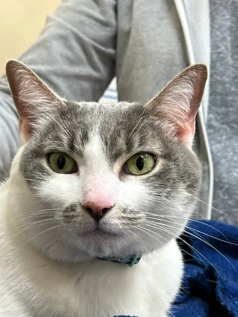 Healing Paws Veterinary Care Picture 4