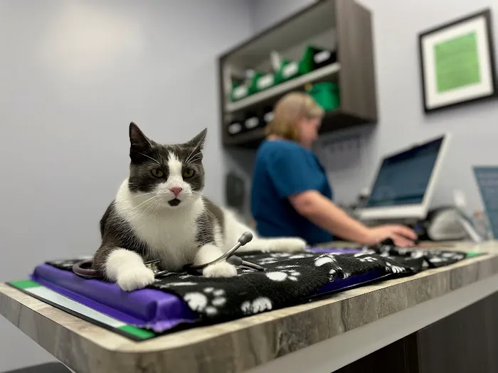 Healing Paws Veterinary Care Picture 7