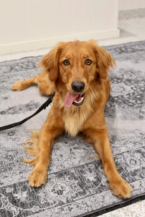 Healing Paws Veterinary Care Picture 9