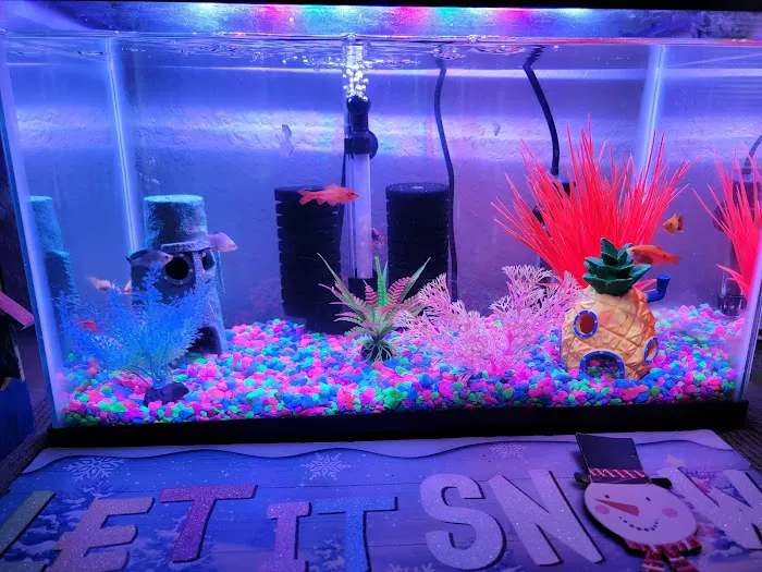 Colorful Aquariums LLC Picture 6