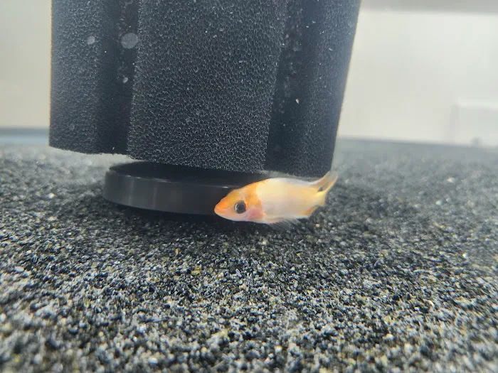 Colorful Aquariums LLC Picture 7