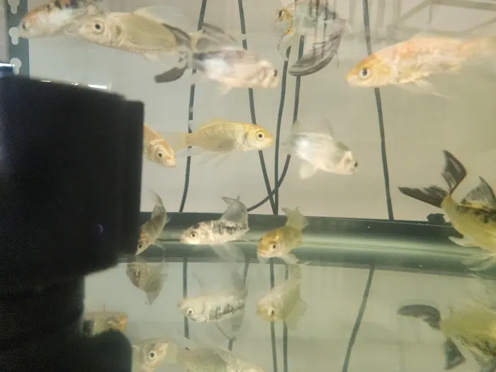 Colorful Aquariums LLC Picture 8