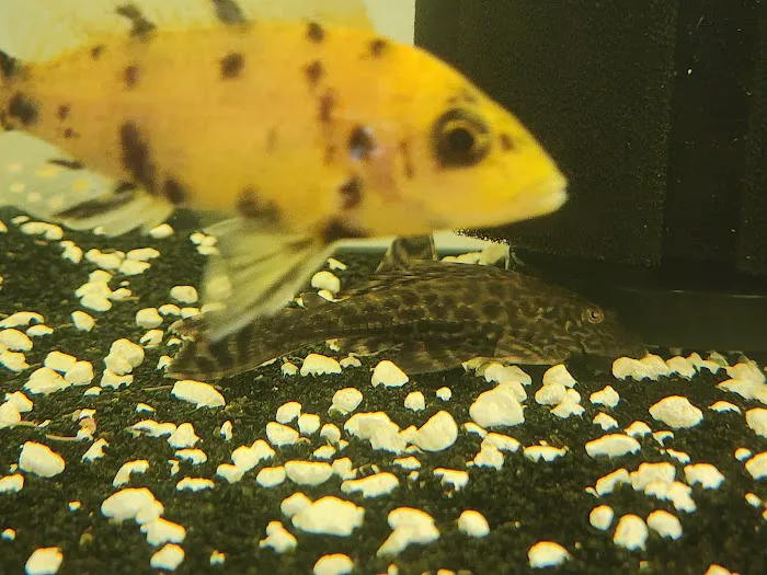 Colorful Aquariums LLC Picture 4