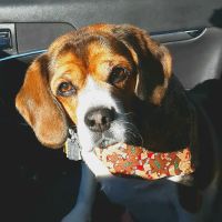 Kish Veterinary Services LLC ico