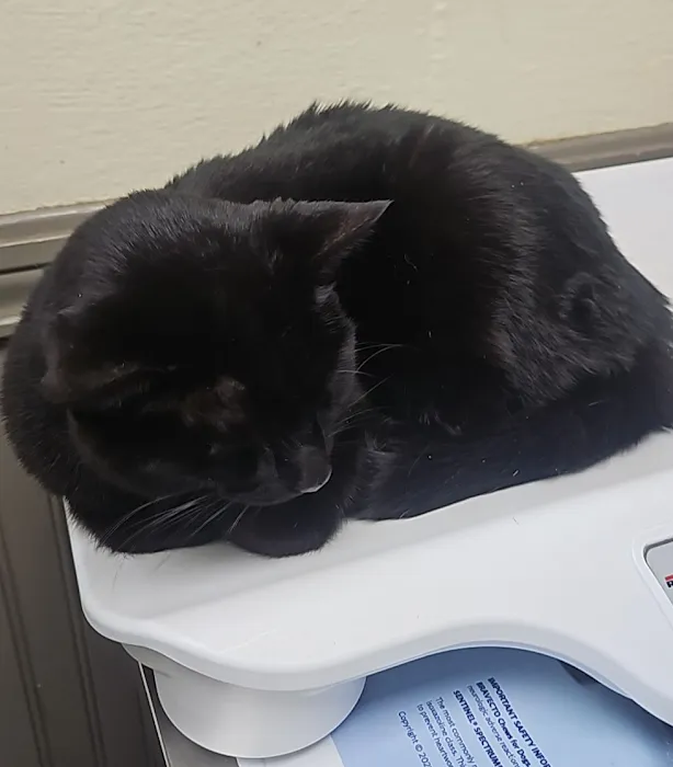 Kish Veterinary Services LLC Picture 9