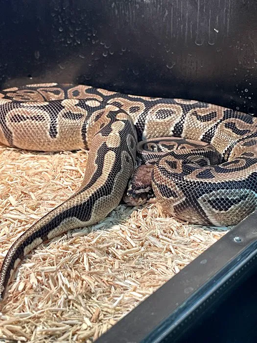 Freddy's Reptiles, LLC Picture 2
