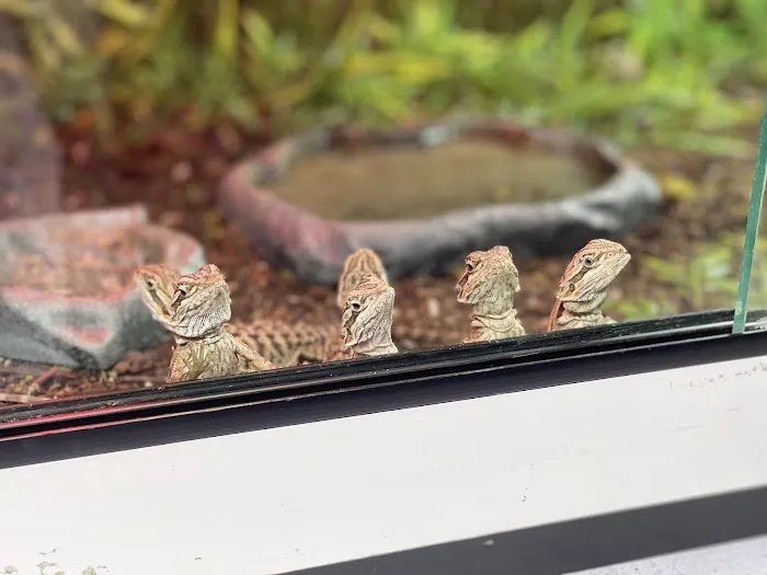 Freddy's Reptiles, LLC Picture 5