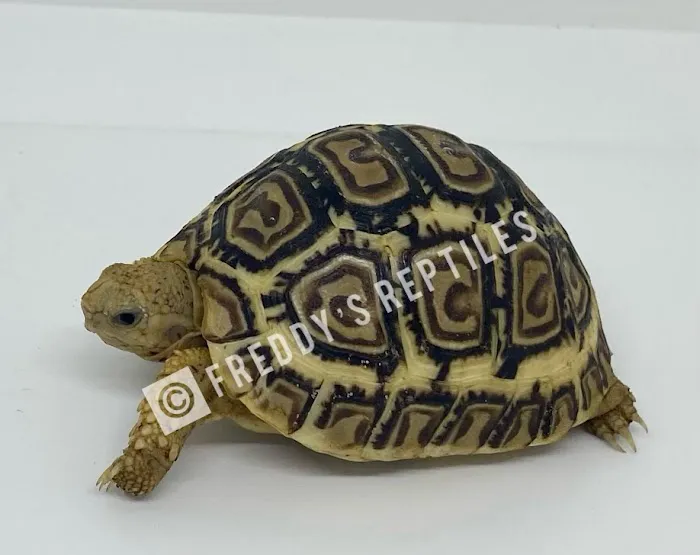 Freddy's Reptiles, LLC Picture 6