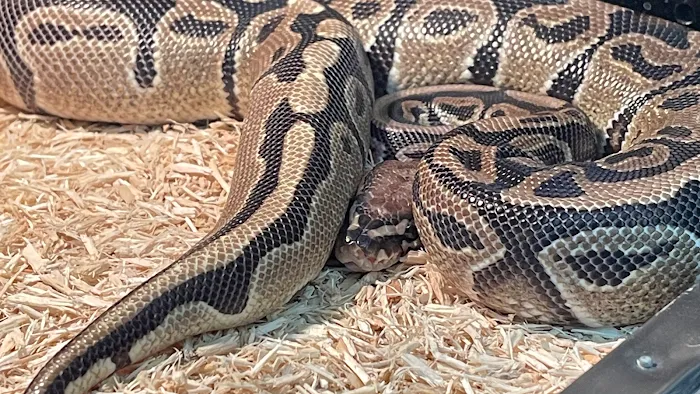 Freddy's Reptiles, LLC Picture 9