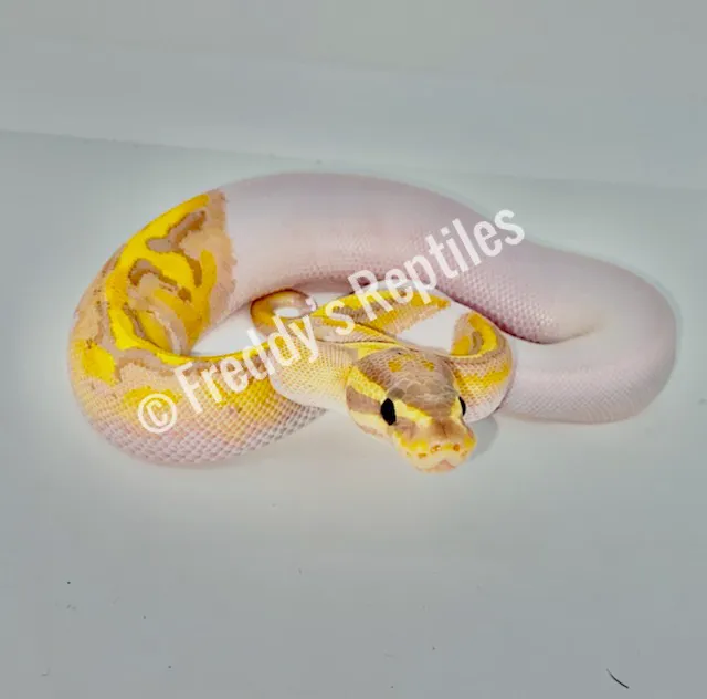 Freddy's Reptiles, LLC Picture 7