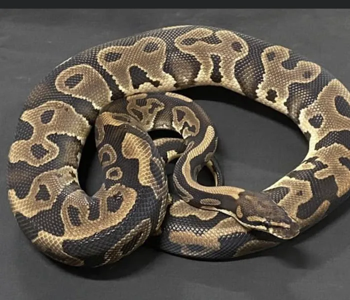 Freddy's Reptiles, LLC Picture 10
