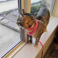 Big Valley Animal Hospital ico