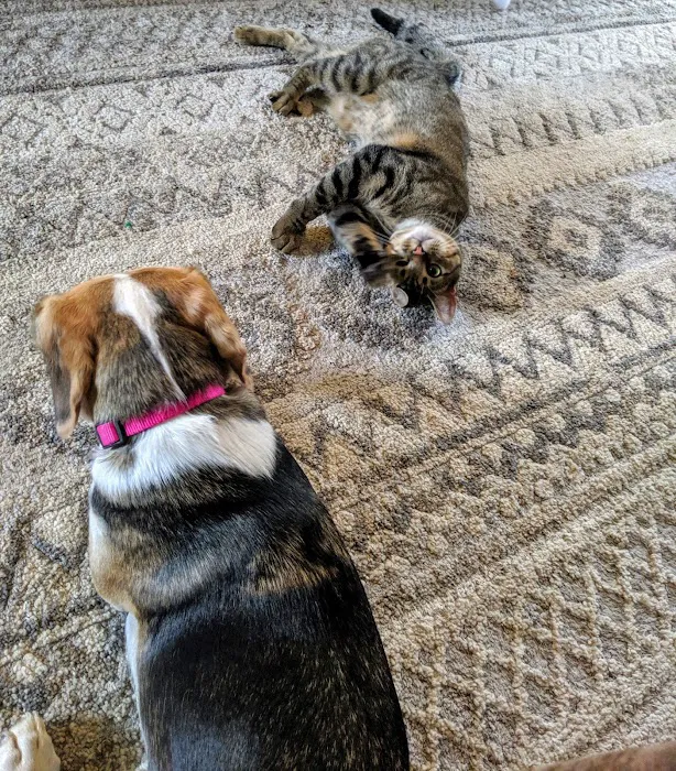 Big Valley Animal Hospital Picture 7
