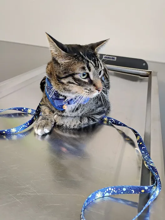 Big Valley Animal Hospital Picture 5
